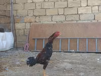 Chickens — foto 1