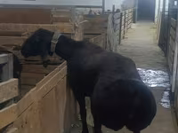 Kambing jantan, Arashan sheep — foto 7