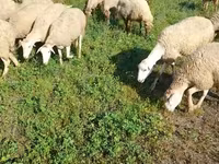 Får, Karabakh sheep — foto 3