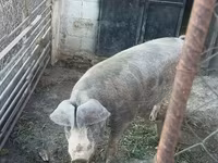Eber, Schweine — Foto 2