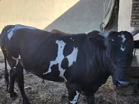 مویشی (گروپ، جنس مذکور نہیں), Russian Black pied cattle — تصویر 7