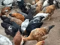 Chickens — 1 зураг