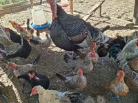 Chickens — ছবি 2