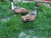 Ducks — foto 1