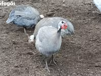 ላቬንደር — ፎቶ 3