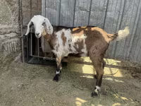 Koza, Nubian Goat — foto 2