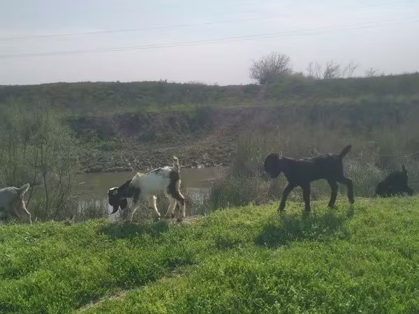 Billy Goat, Nubian Goat — Uzbekistan