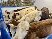 Mucca, Bovini — foto 2