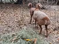 Får, Hissar sheep — foto 2