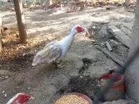 Ducks — Foto 4
