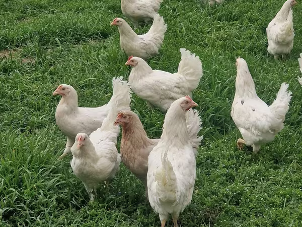 Chickens
