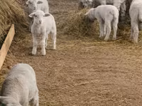 Sheep, Sheep — photo 4