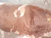 Býk, Simmental cattle — foto 5