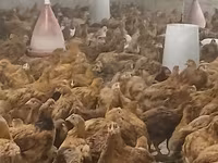 Chickens — foto 2
