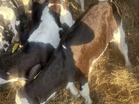 Sapi (batch, jenis kelamin tidak disebutkan), Russian Black pied cattle — foto 6