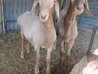 Baran, Arashan sheep — zdjęcie 4