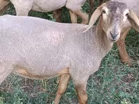 Beran, Hissar sheep — foto 7