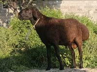 Қӯчқор, Hissar sheep — акс 3