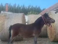 Hingst, Heste — foto 5