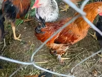 Chickens — photo 3