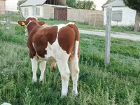 Lembu jantan, Montbéliarde — foto 4