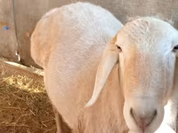 Ovce, Edilbay sheep — foto 5