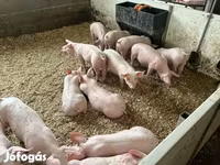 หมูป่าตัวผู้, Гипор — รูปภาพ 3