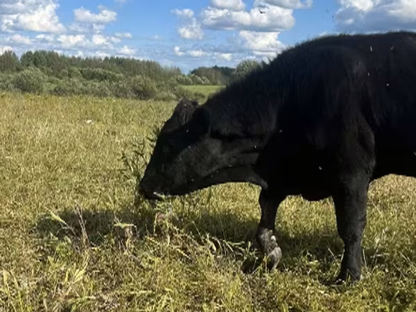 Rinder (Partie, Geschlecht nicht angegeben), Rinder — Russland