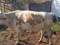 Mucca, Simmental cattle — foto 4
