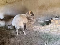 Beran, Rhon sheep — foto 3