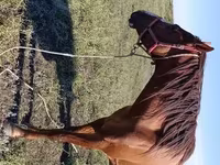 Faras, Thoroughbred horse — sawirka 3