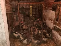 Geese — รูปภาพ 2
