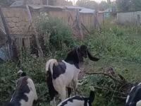 แพะตัวเมีย, Nubian Goat — รูปภาพ 2
