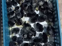 Chickens — รูปภาพ 7