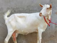 Koza, Saanen goat — fotografija 2