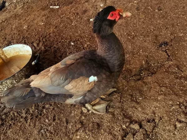 Ducks