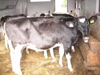 گاو ماده, Simmental cattle — عکس 3