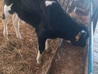 วัวตัวผู้, Simmental cattle — รูปภาพ 7