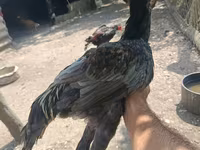 Chickens — عکس 2