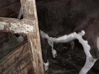 Krowa, Simmental cattle — zdjęcie 2