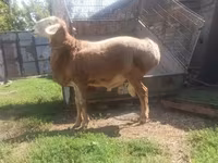 Koç, Arashan sheep — foto 1