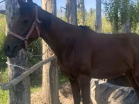 Kobyła, Arabian horse — zdjęcie 6