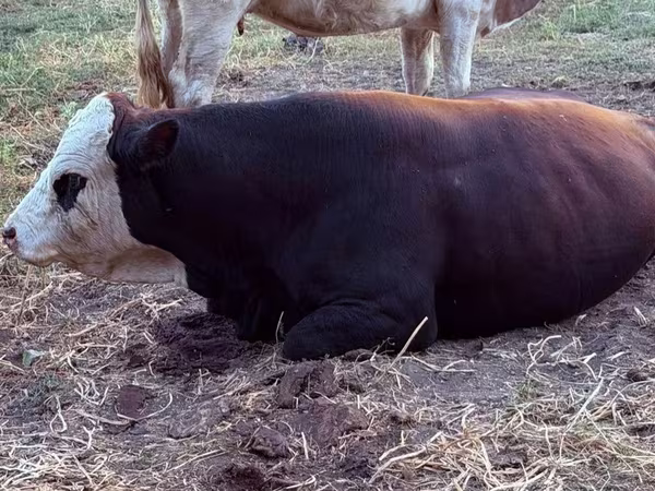 Бұқа, Swiss cattle
