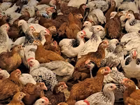 Chickens — foto 1