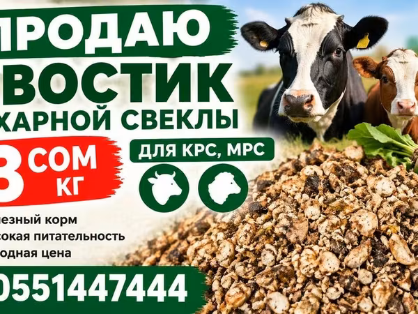 Хвостик сахарной свеклы — корм для КРС и МРС. - Высокая