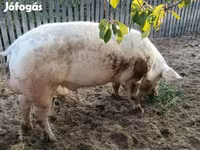 หมูป่าตัวผู้, หมู — รูปภาพ 3