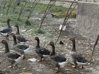 Geese — 照片 3