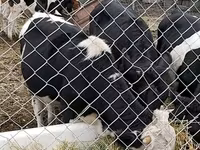 公牛, Russian Black pied cattle — 照片 4