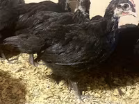 Australian Pit Game fowl — sawirka 8