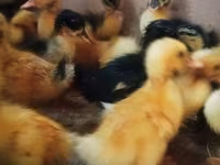Ducks — عکس 1